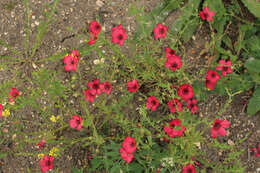 Image of flowering flax