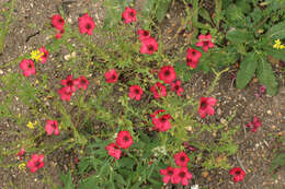 Image of flowering flax