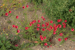 Image of flowering flax