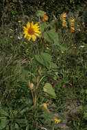 Image of common sunflower