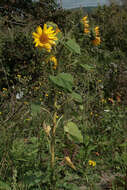 Image of common sunflower