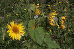 Image of common sunflower