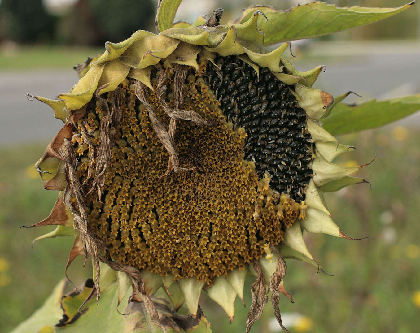 Image of common sunflower