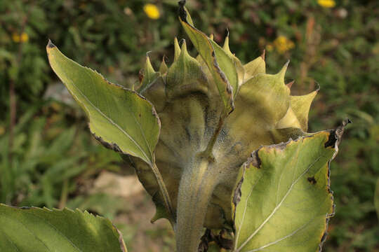 Image of common sunflower