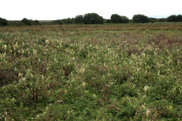 Image of Pseudomonadales