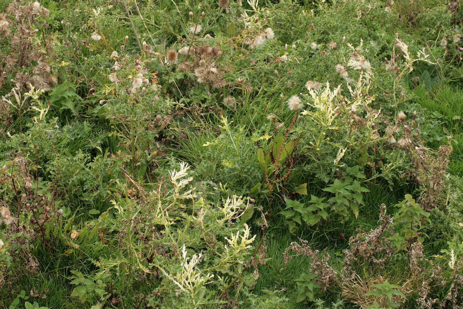 Image of Pseudomonadales