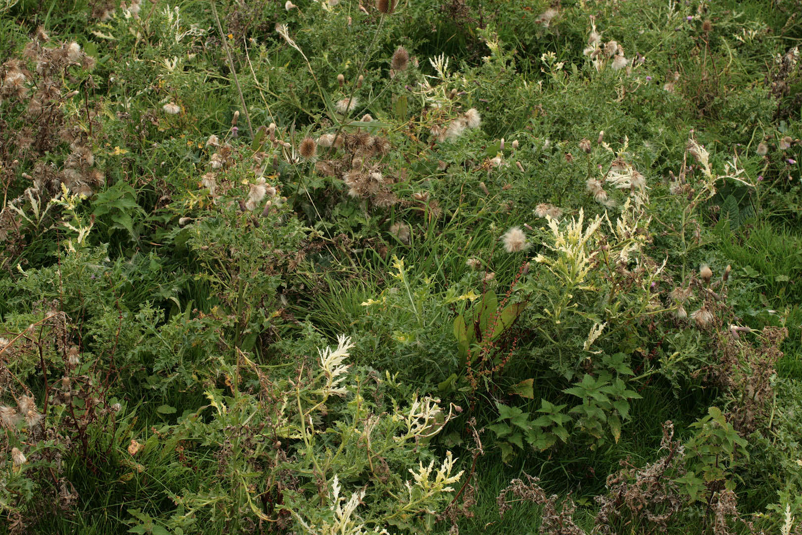 Image of Pseudomonadales