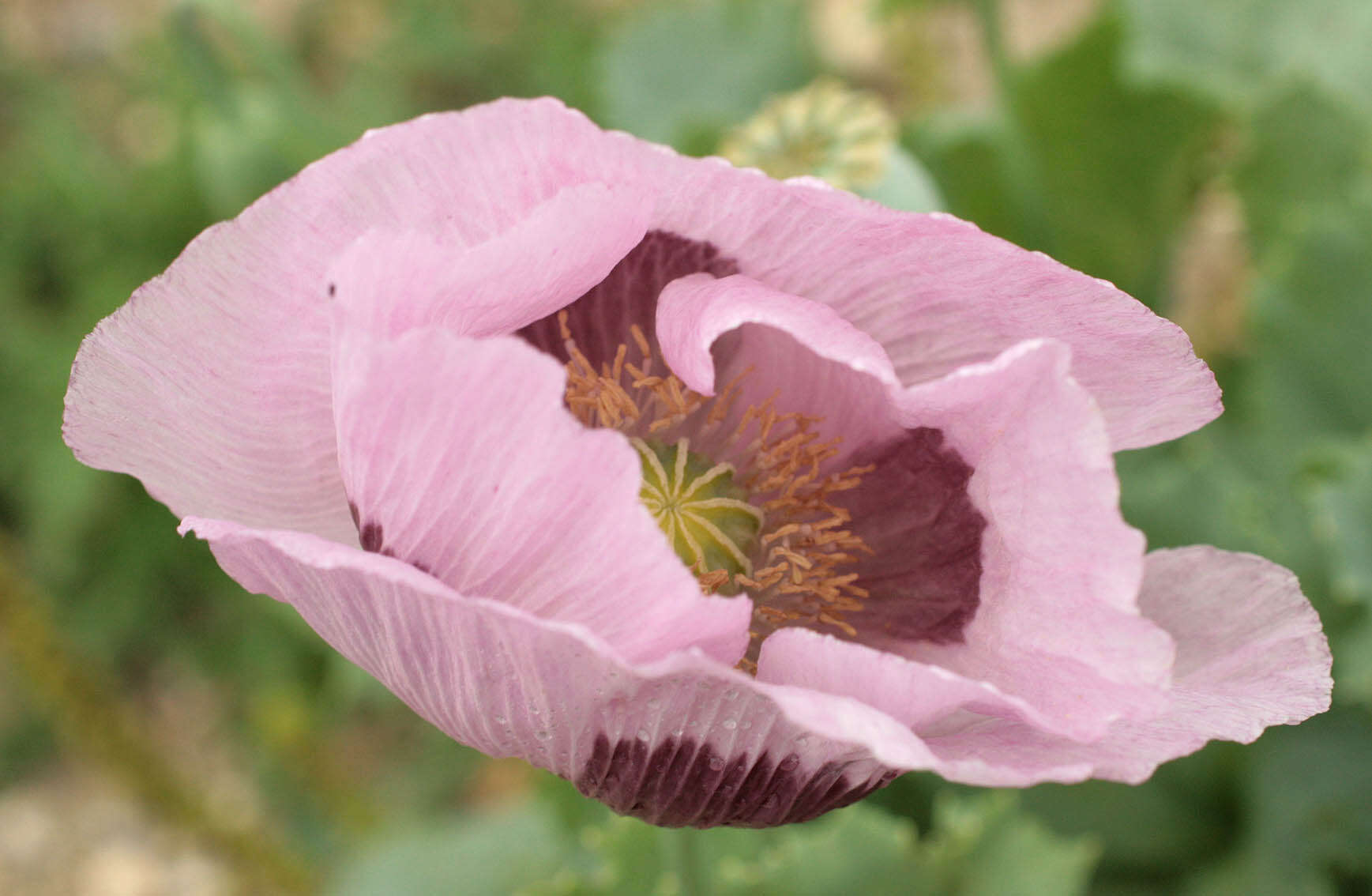 Image of opium poppy