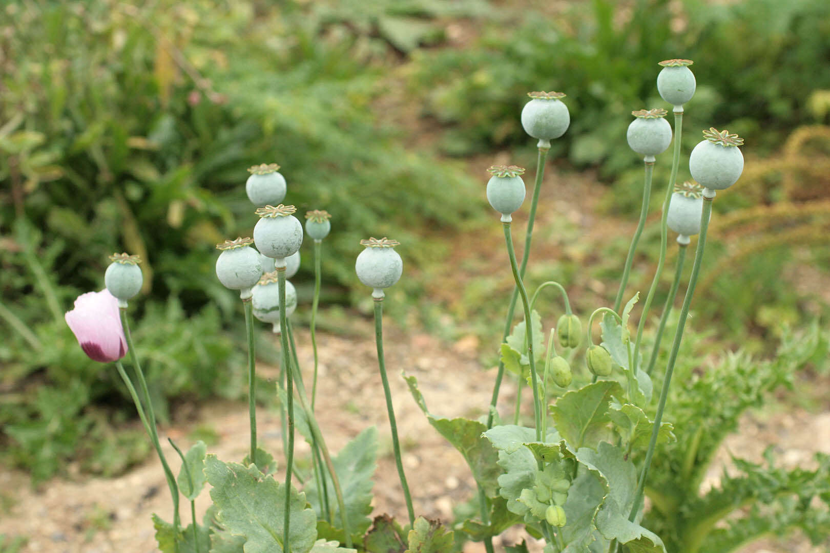 Image of opium poppy