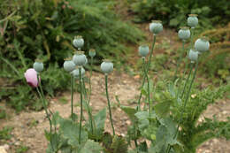 Image of opium poppy