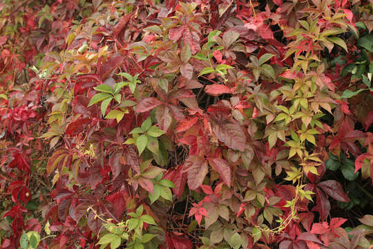 Image of Virginia creeper