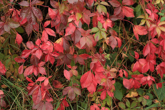 Image of Virginia creeper