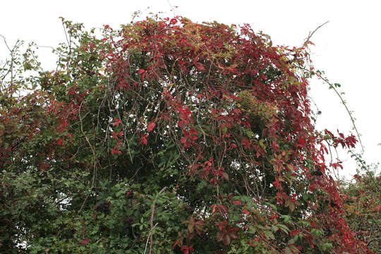 Image of Virginia creeper