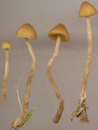 Image of Galerina clavata (Velen.) Kühner 1935