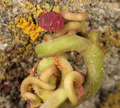 Image of Virginia creeper