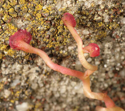 Image of Virginia creeper