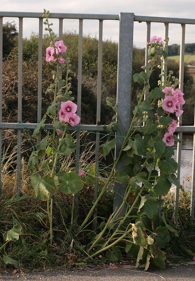 Image of hollyhock