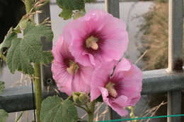 Image of hollyhock