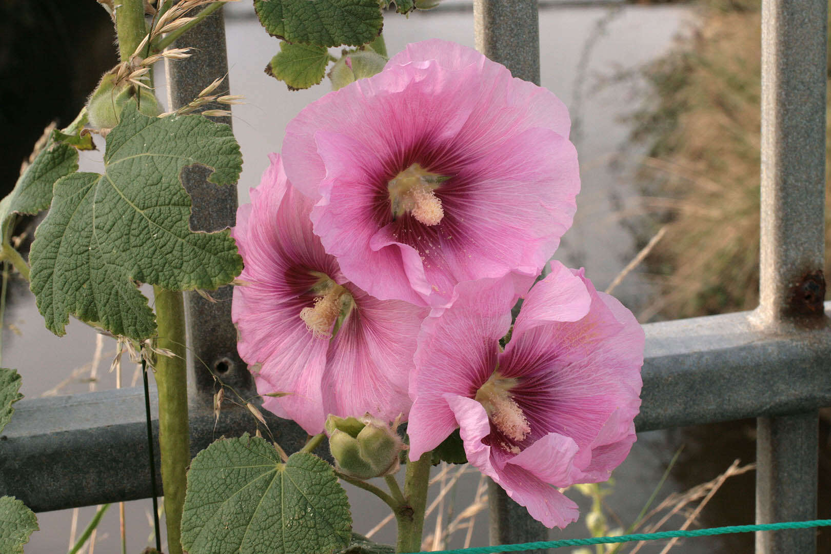 Image of hollyhock