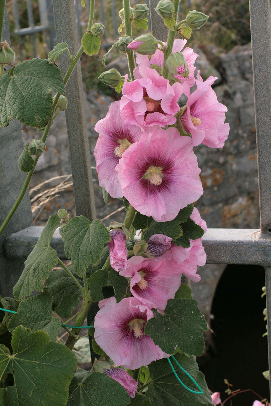 Image of hollyhock