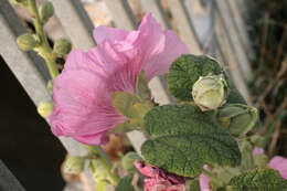 Image of hollyhock