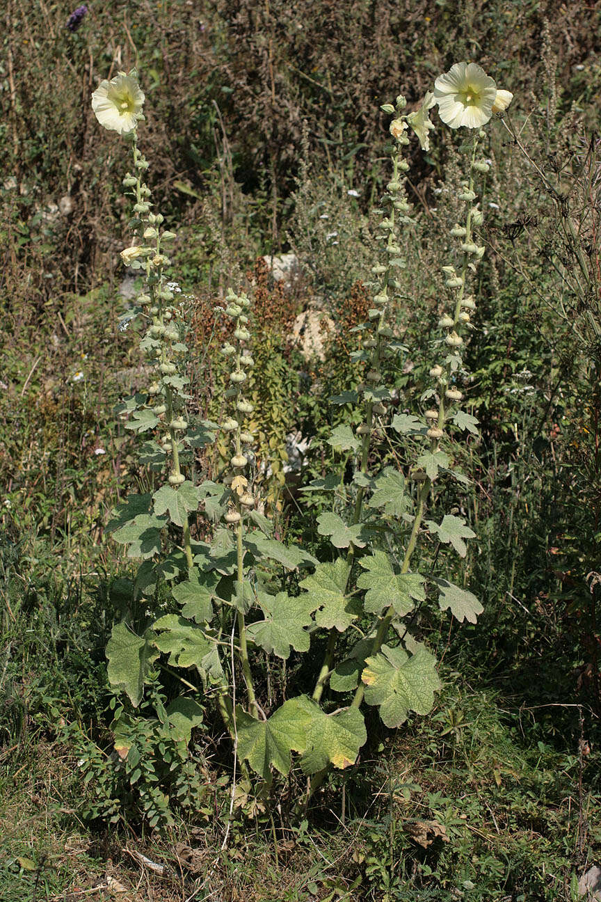 Image of hollyhock