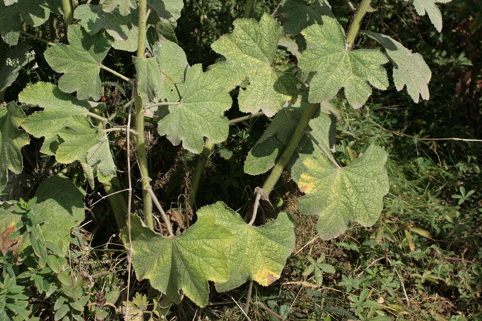 Image of hollyhock