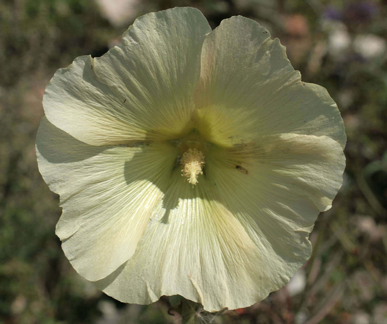 Image of hollyhock