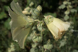 Image of hollyhock