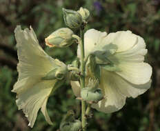 Image of hollyhock