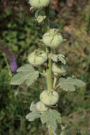 Image of hollyhock