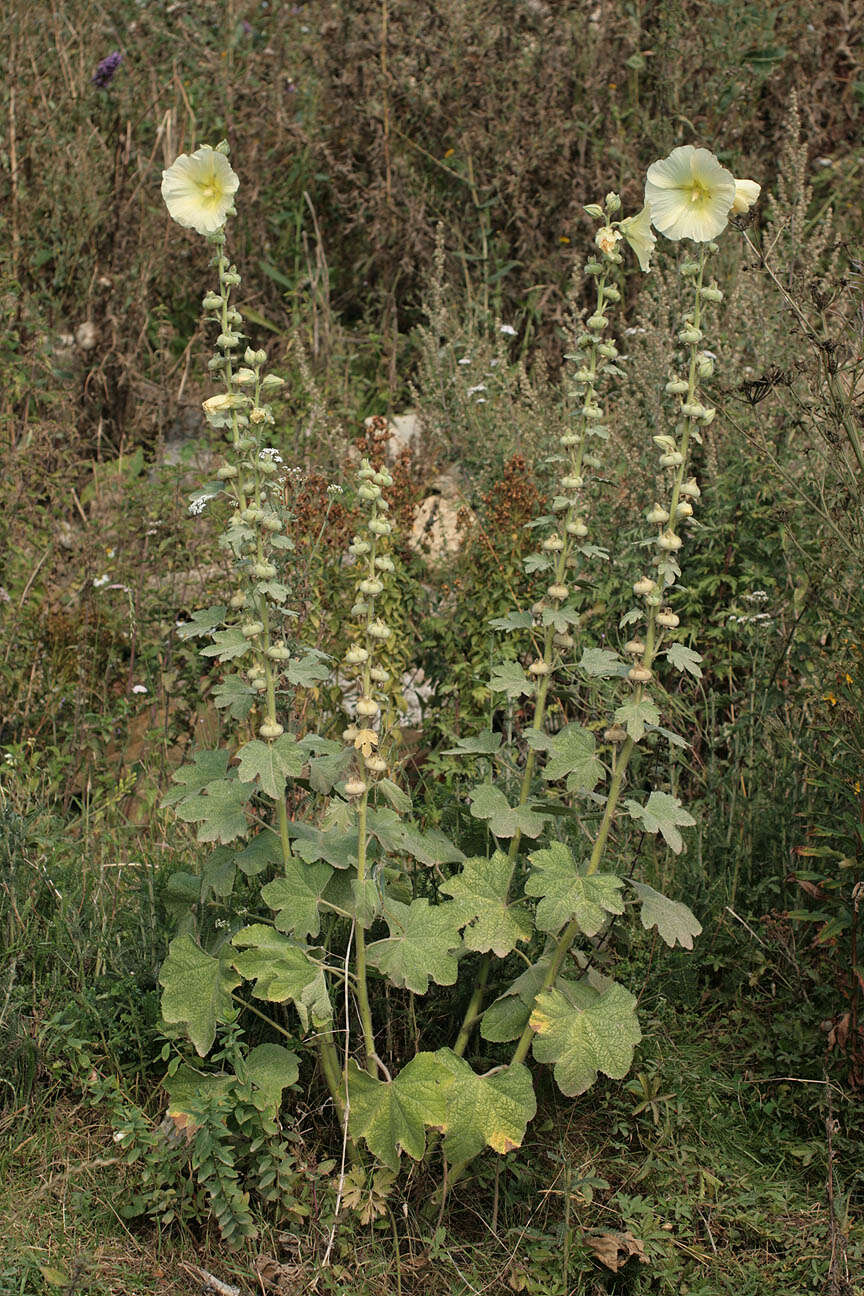 Image of hollyhock