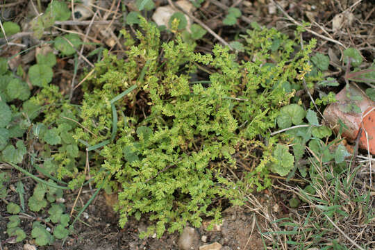 Image of smooth rupturewort