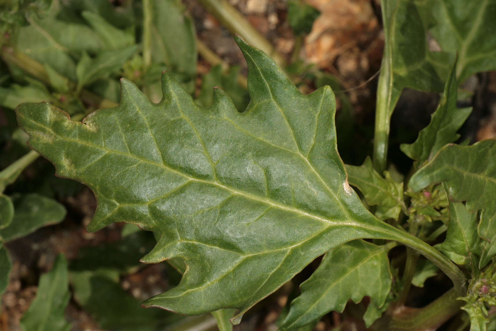 Image of Red Goosefoot