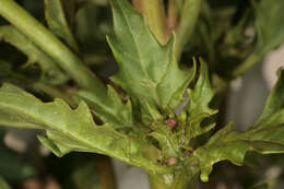 Image of Red Goosefoot