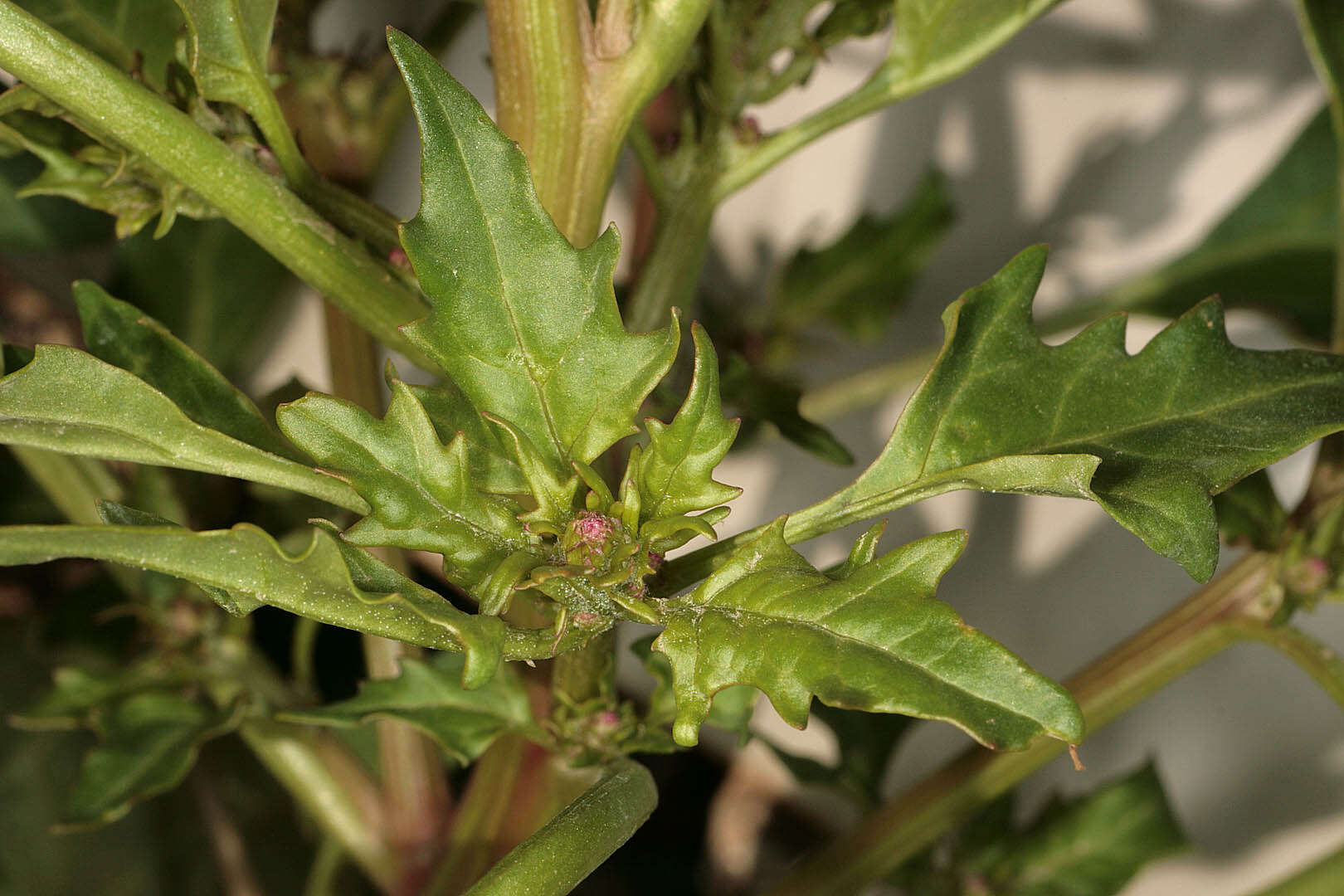 Image of Red Goosefoot