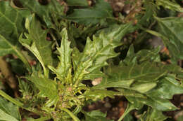 Image of Red Goosefoot