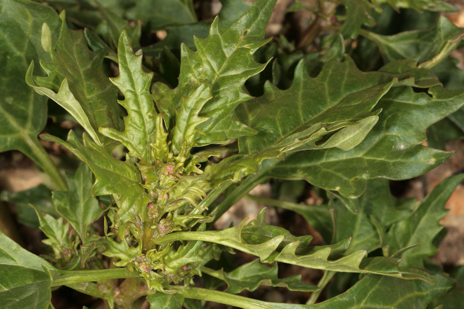 Image of Red Goosefoot