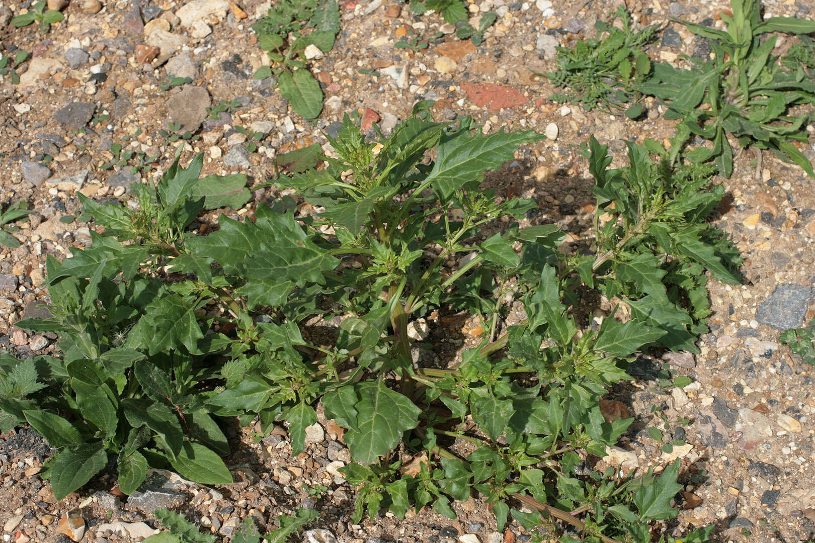 Image of Red Goosefoot