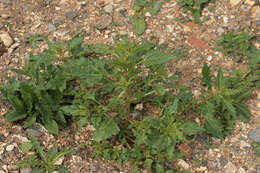 Image of Red Goosefoot