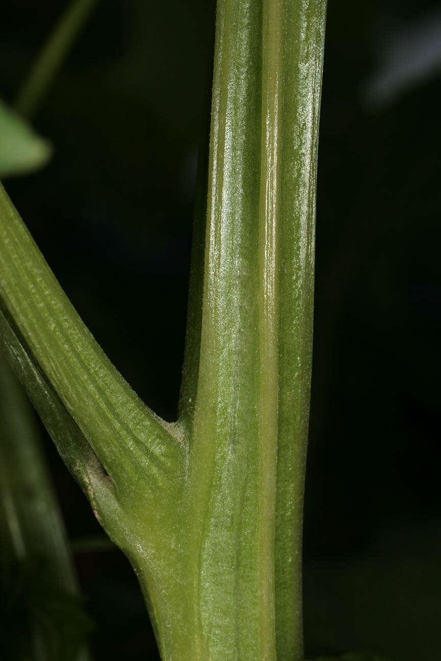 Image de Chenopodiastrum hybridum (L.) S. Fuentes, Uotila & Borsch