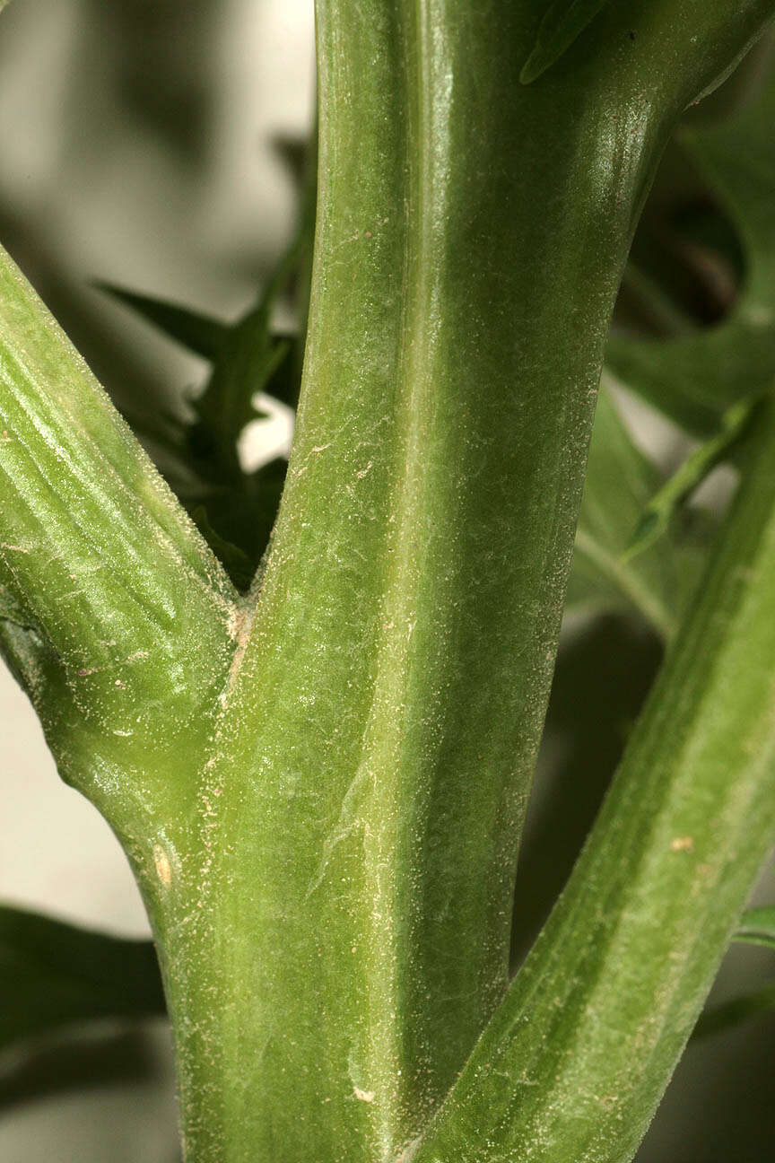 Image de Chenopodiastrum hybridum (L.) S. Fuentes, Uotila & Borsch