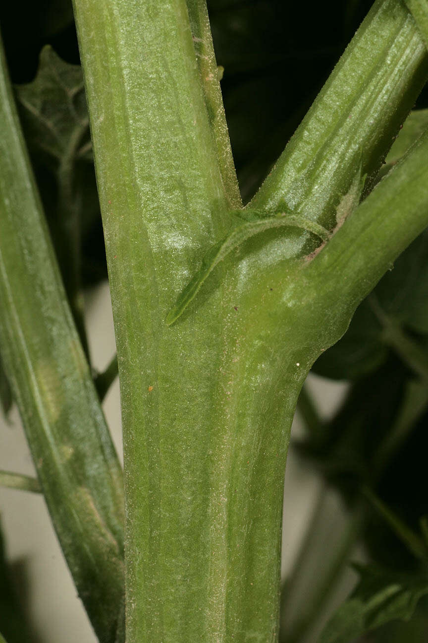 Image de Chenopodiastrum hybridum (L.) S. Fuentes, Uotila & Borsch