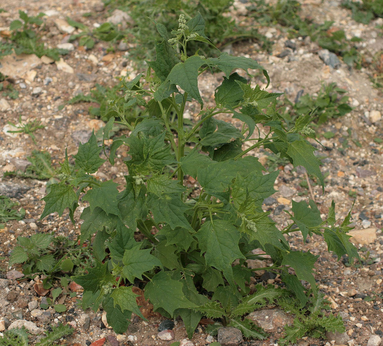 Image de Chenopodiastrum hybridum (L.) S. Fuentes, Uotila & Borsch