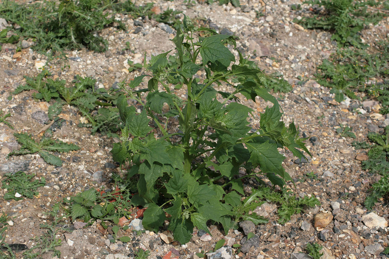 Image de Chenopodiastrum hybridum (L.) S. Fuentes, Uotila & Borsch