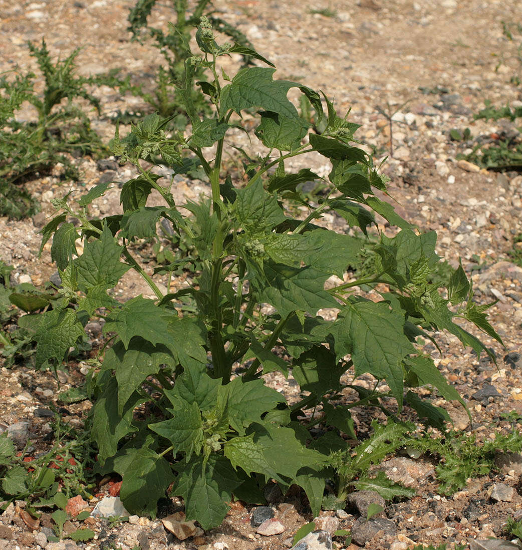 Image de Chenopodiastrum hybridum (L.) S. Fuentes, Uotila & Borsch