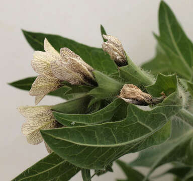 Image of black henbane