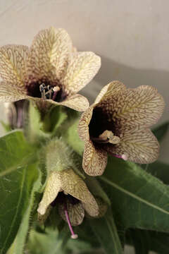 Image of black henbane