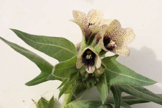 Image of black henbane