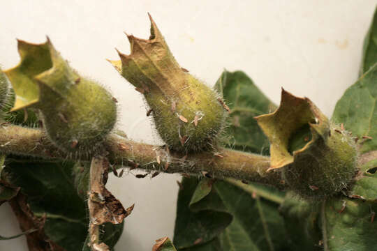 Image of black henbane